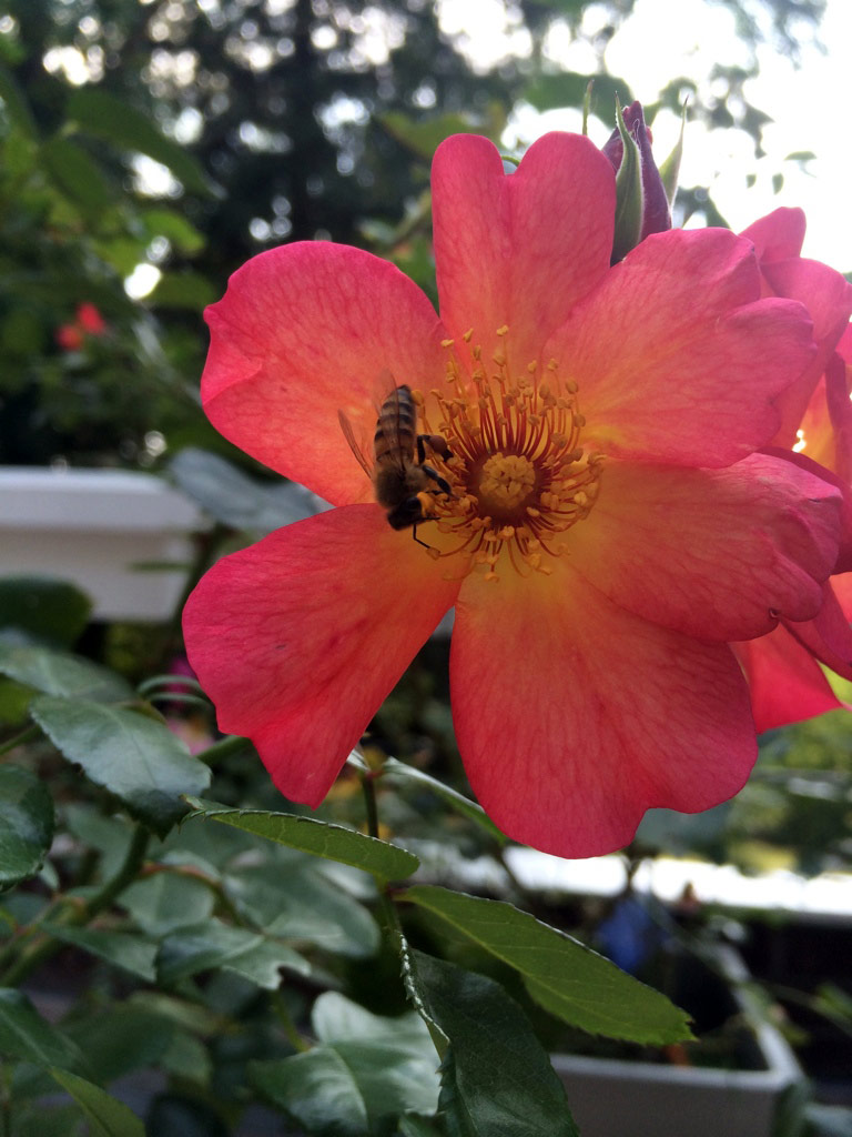 Blume mit Bienen