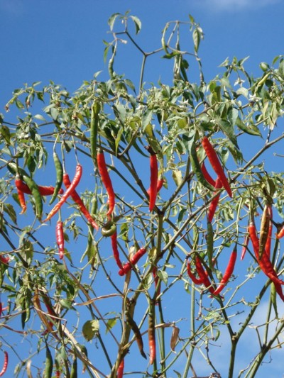 Chilibaum