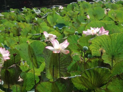 Lotusblumen